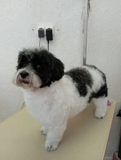 Art Dog