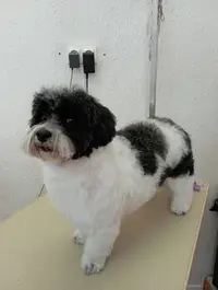 Art Dog