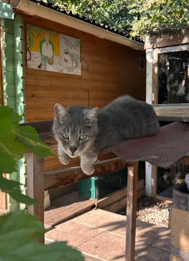 Catlove (changement de Président en 2023)