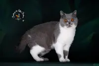 Chatterie de Letty Chatons British Shorthair et Longhair