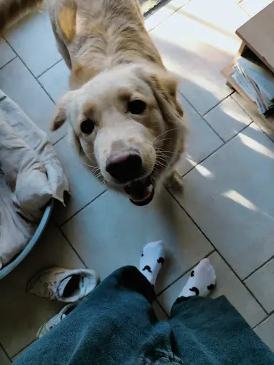 Éducateur Canin Comportementaliste