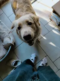 Éducateur Canin Comportementaliste