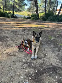 Skimy Dogs - Éducatrice et Comportementaliste Canin Toulon
