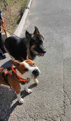 The Dog Whisperer 83 - Educateur Canin - Comportementaliste Toulon