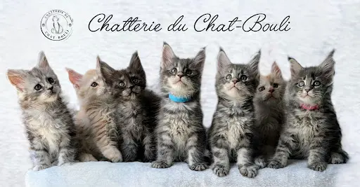 Chatterie du Chat-bouli