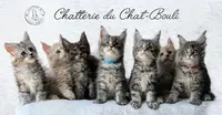 Chatterie du Chat-bouli