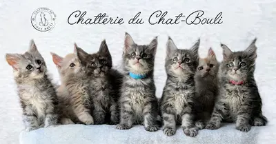 Chatterie du Chat-bouli