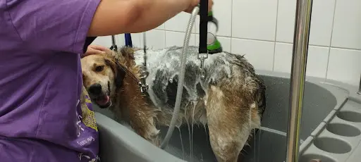 Aux 6 Os d'Or, Salon de Toilettage Chien et Chat sur Toulouse