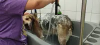 Aux 6 Os d'Or, Salon de Toilettage Chien et Chat sur Toulouse