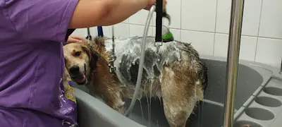 Aux 6 Os d'Or, Salon de Toilettage Chien et Chat sur Toulouse