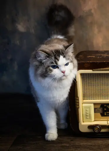 Chatterie des Vents d'Automne