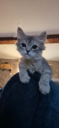 Chatterie Ô Coeur Siberien