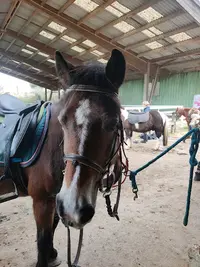 Club Hippique de Pech David