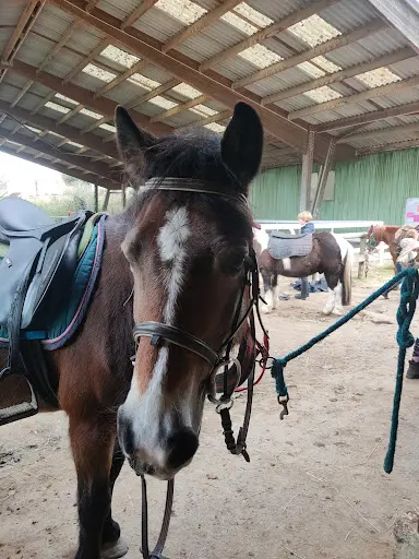 Club Hippique de Pech David
