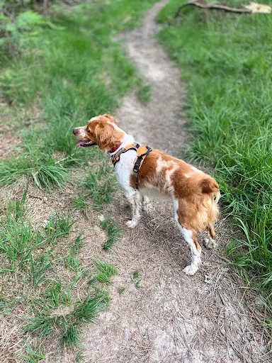 Comportementaliste Canin / Éducateur