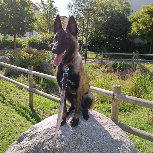 Dogs&pau Education Canine & Garde de Chien
