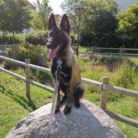Dogs&pau Education Canine & Garde de Chien