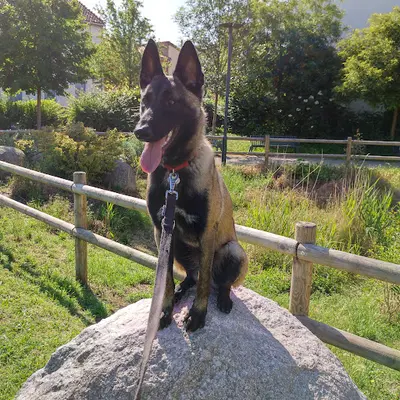 Dogs&pau Education Canine & Garde de Chien