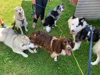 Educateur Comportementaliste Canin Respectdogs