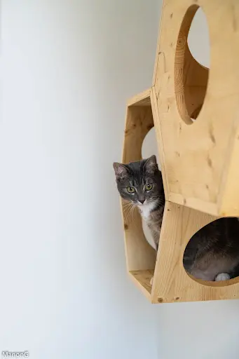 Just For Cats