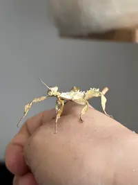 l'Insecterie
