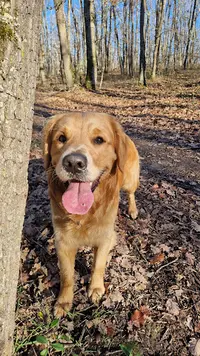 Le Chien Rose - Nadège - Educateur Comportementaliste Canin À Toulouse