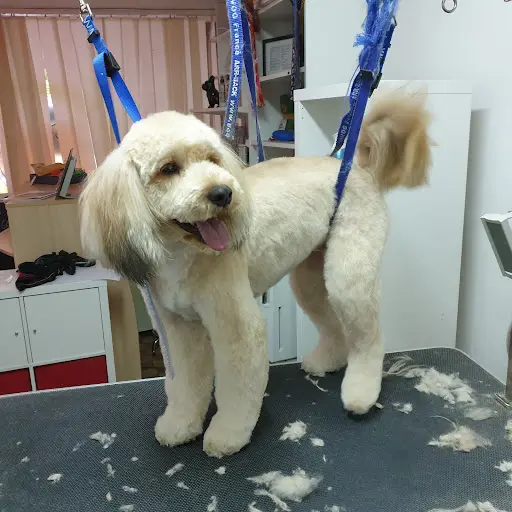 Le Chien Roux