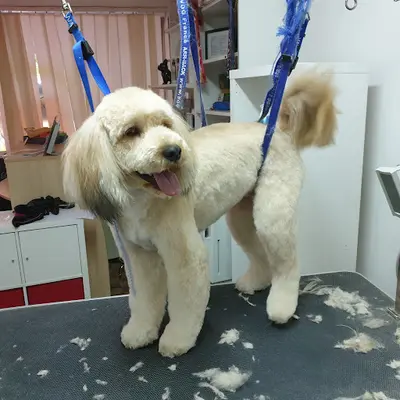 Le Chien Roux