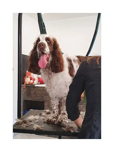 Le Chien Savant