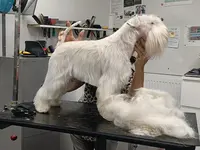 Miss Dog - Zoubida Lemee