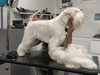 Miss Dog - Zoubida Lemee