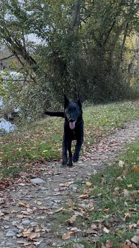 Mya Rmonie Canine - Education Canine