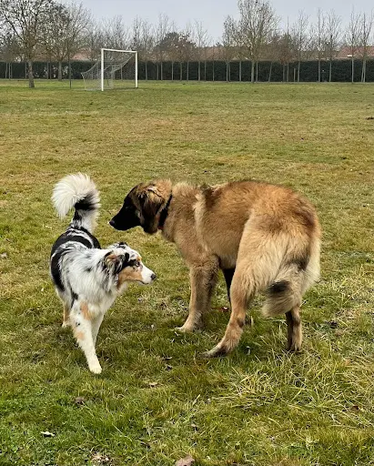 Raven Dog Academy - Educateur et Comportementaliste Canin À Toulouse et Ses Alentours
