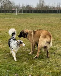 Raven Dog Academy - Educateur et Comportementaliste Canin À Toulouse et Ses Alentours
