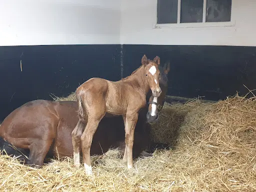 Haras de la Côte Fleurie