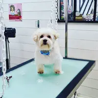 Pimp My Dog By Marion. Toilettage