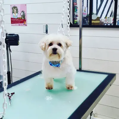 Pimp My Dog By Marion. Toilettage
