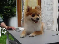 Coiff Poil - Toilettage Chien À Votre Domicile Ou sur Place Tourcoing et Alentours