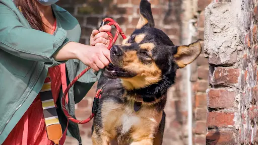 d'et Dog Educateur Canin