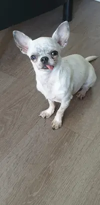 Des Mini Chihuahua de Prisy