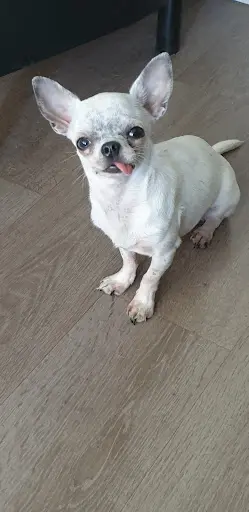 Des Mini Chihuahua de Prisy