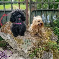 Les 4 Pattes aux Poils
