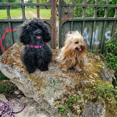 Les 4 Pattes aux Poils