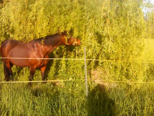 Tournon Autour du Cheval