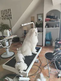 Mishka et Gali