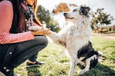 Accord Dog - Education Canine Comportement 37