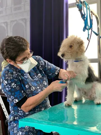 Aux Chats et Chiens Poilus