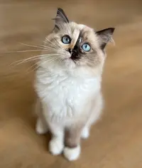 Chatterie de L’unalys - Élevage de Chats Ragdoll À Tours (indre-et-loire)