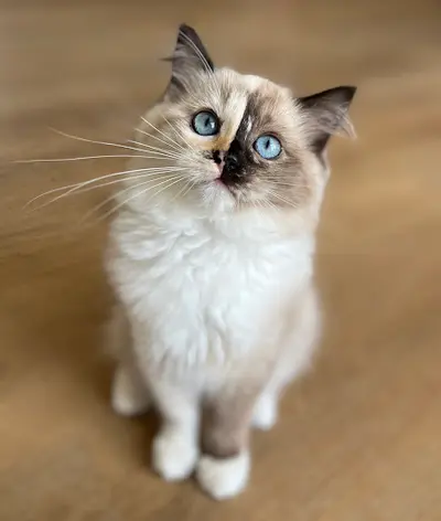 Chatterie de L’unalys - Élevage de Chats Ragdoll À Tours (indre-et-loire)