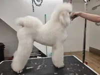City Dog